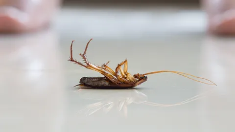 ช็อก! หญิงเกาหลีใต้พยายาม "เผา" แมลงสาบ สุดท้ายไฟไหม้อพาร์ตเมนต์ เพื่อนบ้านดับ 1 ราย