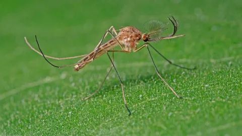  ไอซ์แลนด์พบ "ยุง" เป็นครั้งแรก หลังอุณหภูมิพุ่งสูงทำลายสถิติ