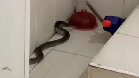 หนุ่มผวา เจอ "งูเห่า" ชูคอแผ่แม่เบี้ยในห้องน้ำ เชื่อจะนำโชคลาภมาให้อีกครั้ง