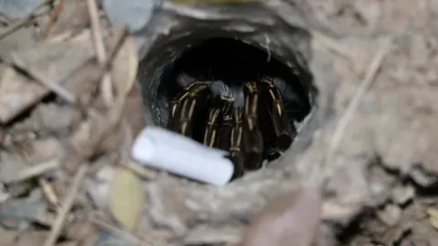 คอหวยมานัด ทำพิธีขอเลขเด็ดเสี่ยงทาย "พญาบึ้ง" ลุ้นรวยงวด 1/11/68