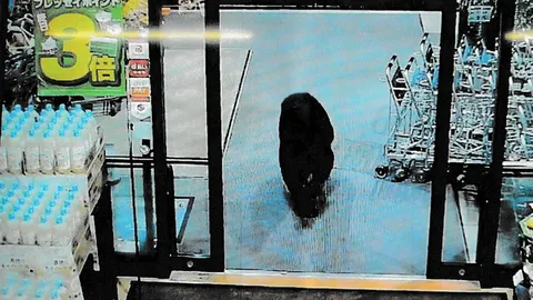 ผู้ว่าฯ จังหวัดอากิตะ วอนกองทัพช่วยปราบหมี ชี้รับมือไม่ไหวแล้ว