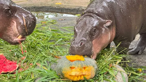 สวนสัตว์เปิดเขาเขียว ชวนแต่งผีสุดครีเอตบุก "Zoo Halloween Party” 31 ต.ค. - 2 พ.ย. นี้