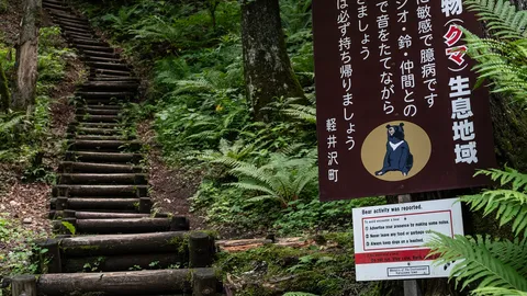 รัฐบาลญี่ปุ่นยกระดับรับมือ “หมี” เล็งให้ตำรวจใช้ปืนไรเฟิลได้