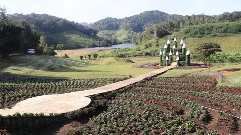 แม่ฮ่องสอนเปิดแลนด์มาร์คใหม่ "มะเขือส้ม อัลปาก้า ชีฟฟาร์ม" จุดเช็คอินสุดคิ้วท์รับไฮซีซั่น 