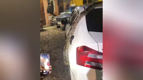 จับกันวุ่น "งูเหลือม" ยาวกว่า 3 เมตร โผล่เลื้อยบนหลังคารถเก๋ง เชื่อจะนำโชคมาให้