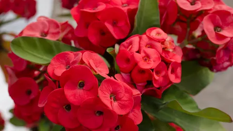 ต้นไม้มงคล 9 อย่างปลูกแล้วรวย เสริมสิริมงคล เรียกทรัพย์รับปี 2569