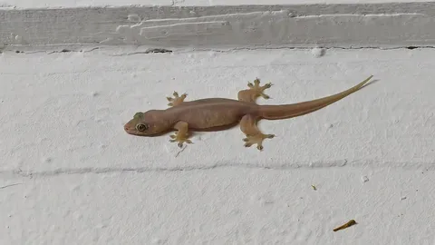 "จิ้งจกร้องทักกลางคืน" เสียงเตือนหรือให้โชค ร้องกี่ครั้งถึงเรียกว่า "ลางร้าย"