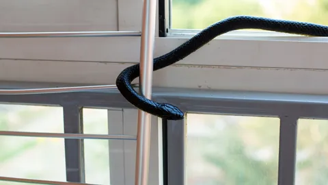 ฝันเห็นงูเข้าบ้าน ฝันดีที่สื่อถึงโชคลาภ เงินทองที่กำลังจะเข้ามา