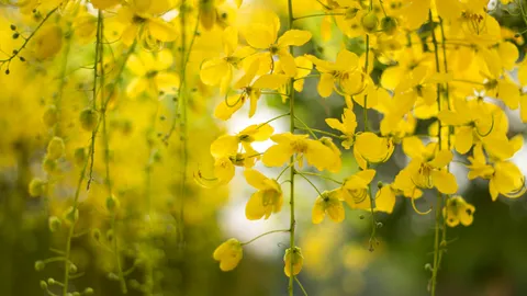 15 ต้นไม้มงคล ปลูกหน้าบ้านแล้วรวย 2568 เสริมสิริมงคล เรียกทรัพย์ รับเงิน