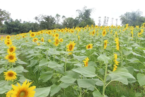 ชวนชม ดอกบัวงาม–ทานตะวันบาน ที่เวียงเชียงรุ้ง เชียงราย ตลอดเดือนพฤศจิกายน