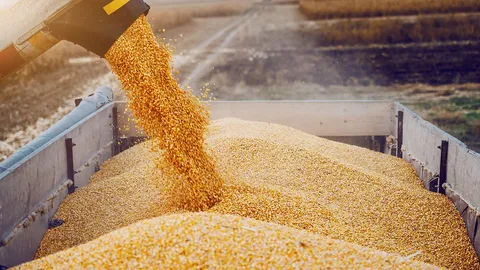 สมาคมการค้าพืชไร่ เตรียมบุก ก.พาณิชย์ 13 พ.ย. ค้านมติ ครม. นำเข้าข้าวโพดสหรัฐ 