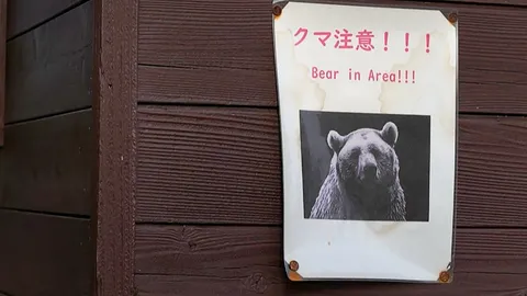 สหรัฐฯ เตือนชาวอเมริกันในญี่ปุ่น ระวังหมีโจมตี หลังสถิติพุ่ง