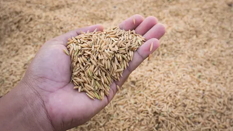 จีนซื้อข้าวไทย 5 แสนตัน ลุยเจรจา COFCO มั่นใจดันราคาข้าวในประเทศ ยอดส่งออกทะลุเป้า