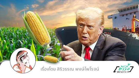 ตามสั่ง “ทรัมป์”  ไทยเพิ่มโควตานำเข้าข้าวโพดเลี้ยงสัตว์  ภายใต้ WTO 1 ล้านตัน เมินชาวไร่รุมค้าน