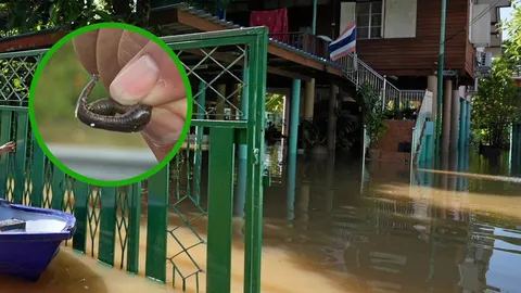 อุทกภัยยังวิกฤติ ยาย 83 ป่วยตกเตียง จมน้ำขังดับคาบ้าน ชาวนารันทด ทนดูข้าวเน่า