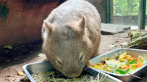 “ป้าไอซ่า” วอมแบต หนึ่งเดียวในไทย “เขาเขียว” ชวนดู ชาวเน็ตทั่วโลก ฮือฮาสุดน่ารัก