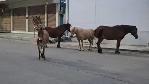 น้ำท่วมอุทัยธานี ฝูงม้ายังเดือดร้อน เดินออกจาก "วัดโค่ง" มานอนอยู่ริมถนน