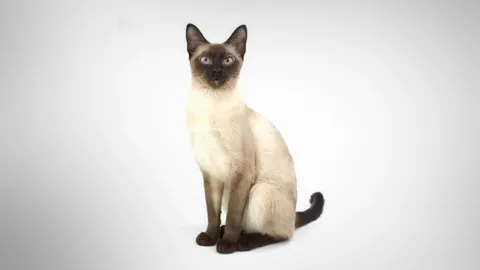 แมวไทย 5 สายพันธุ์ ครม. ประกาศเป็นเอกลักษณ์ประจำชาติประเภทสัตว์เลี้ยง 