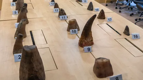 อึ้ง สิงคโปร์ยึดนอแรด 35.7 กก. คาสนามบินชางงี ลอบขนจากแอฟริกาใต้