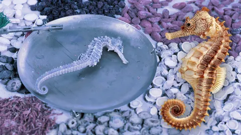 “ม้าน้ำตากแห้ง” สรรพคุณยาจีน ปลุกสมรรถภาพ-บำรุงไต โอกาสตลาดใหม่