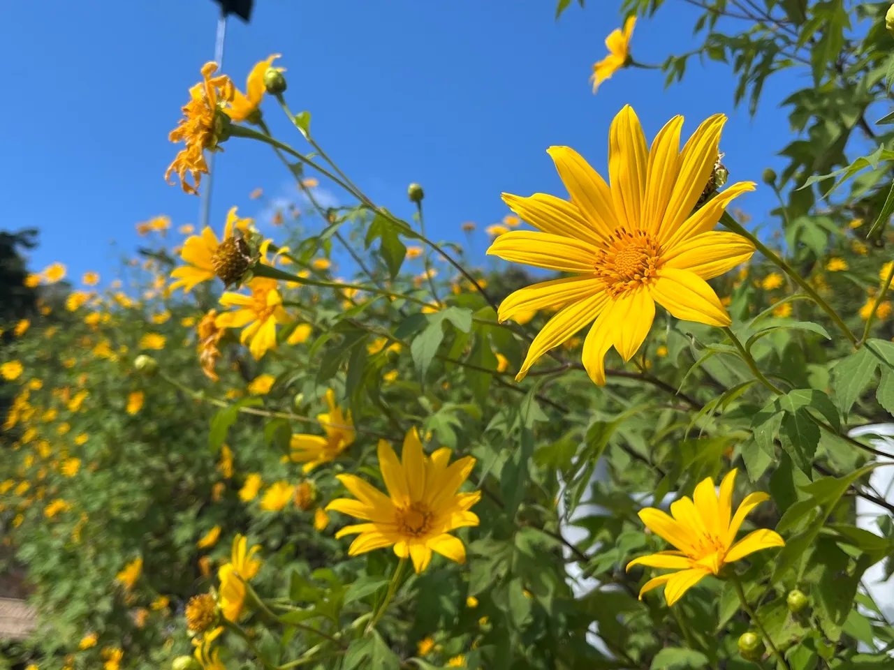 Check In at the Mexican Sunflower Fields of Doi Pae Luang, Chiang Rai: Blooming in the Cool Breeze with Rare Wild Peacocks