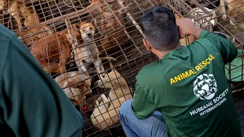 จาการ์ตาสั่งห้ามกินเนื้อสุนัข-แมว ลดพิษสุนัขบ้าระบาด