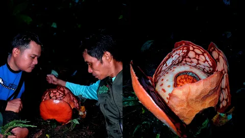 อินโดฯ พบดอกบัวผุดหายาก Rafflesia hasseltii ในป่าสุมาตรา หลังค้นหานาน 13 ปี