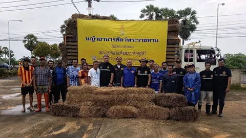 กรมปศุสัตว์ ลุยฟื้นฟูเกษตรกร 9 จังหวัดภาคใต้ เยียวยาความเสียหาย แจกหญ้าอาหารสัตว์พระราชทาน