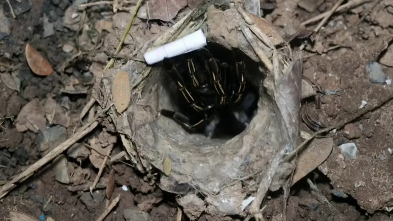 Examining the Phaya Bueng Numbers Following Beliefs: Lottery Enthusiasts Find Lucky Numbers for 1/12/2025 Draw