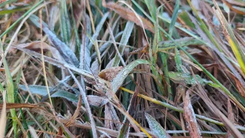 อากาศหนาวจัด "ลานสนภูสอยดาว" อุณหภูมิต่ำสุด ลดเหลือ 2 องศา ส่งท้ายเดือน พ.ย.