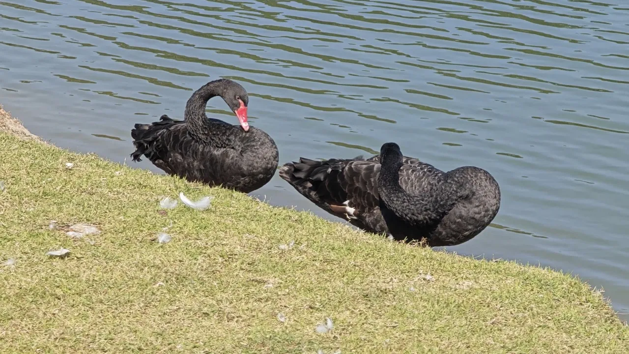 ใครเห็นโปรดแจ้ง อบจ.เชียงใหม่ ประกาศตามหา "หงส์ดำ" 4 ตัว หนีเที่ยว หายไปจากสระ