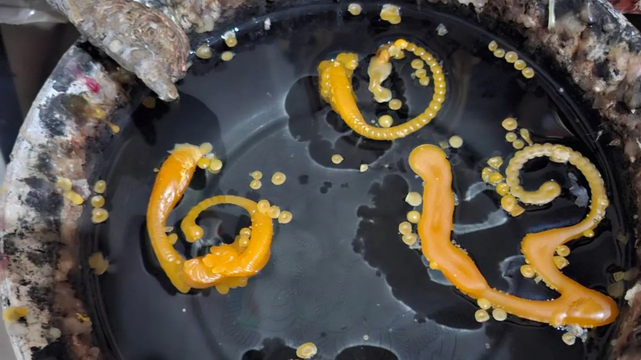 Lottery Enthusiasts Spot Lucky Numbers from Naga Mouth Donations and Holy Water Bowl at Kamchanod for 1/12/25 Draw