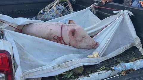 กู้ภัยใจดีพา “เจ้าบุญรอด” หมูสู้ชีวิตจากน้ำท่วมหาดใหญ่ถึงอุดรฯ แล้ว (คลิป)