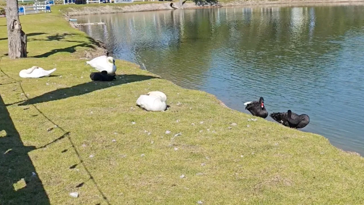 ตามจับครบแล้ว “หงส์ดำ” อบจ.เชียงใหม่ หลังตกใจเสียงพลุบินหนีหาย