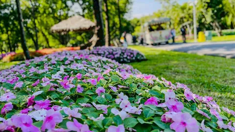 พรรณไม้งามอร่ามทั่วสวนหลวง ร.๙ สัมผัสความสดชื่นต้อนรับฤดูหนาว เริ่มแล้วจนถึง 10 ธ.ค.นี้
