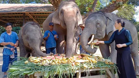 อบอุ่น ปางช้างแม่สาทำบุญครบรอบวันเกิดพ่อเลี้ยงชูชาติ และ “น้องชูใจ” ช้างขวัญใจคนใหม่