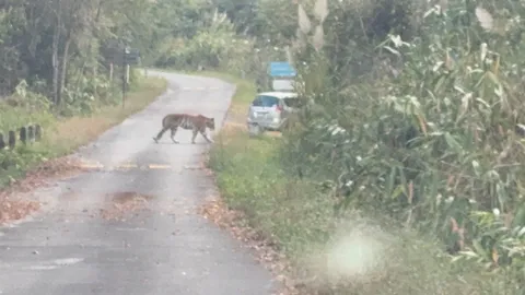 แจ้งเตือนนักท่องเที่ยวระวัง “เสือโคร่ง” บนเขาสลัดได หลังพบเดินเล่นอยู่บนถนน