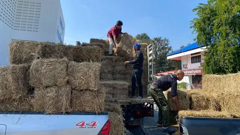 กรมปศุสัตว์ เร่งส่งหญ้า-อาหารสัตว์ ทีมสัตวแพทย์ ช่วยเกษตรกรชายแดนไทย-กัมพูชา