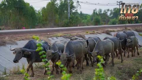 สัตว์เลี้ยงเหตุปะทะชายแดนกระทบแล้ว 5 ล้านตัว รัฐบาลสั่งเร่งช่วยเหลืออพยพ