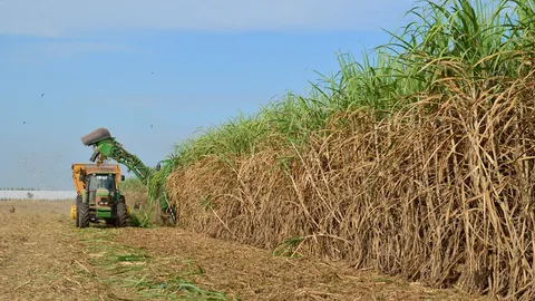 3 สมาคมโรงงานน้ำตาล ป้องชาวไร่ ยันอ้อยไม่ใช่ “จำเลยสังคม” ปม PM2.5