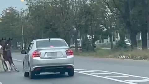 ม้าวิ่งตัดหน้าเก๋ง เบรกไม่ทัน ชนตาย 2 เจ็บ 3 ตัว รถพังเสียหาย