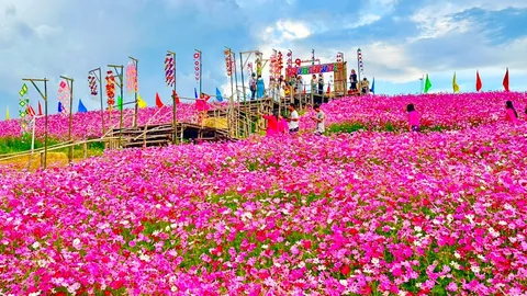 ปักหมุด “ซับสะเลเต” ที่เที่ยวรับปี 2569 เคาดาวน์กลางลมหนาว ชมทุ่งคอสมอส 55 ไร่ ใหญ่ที่สุดในอีสาน