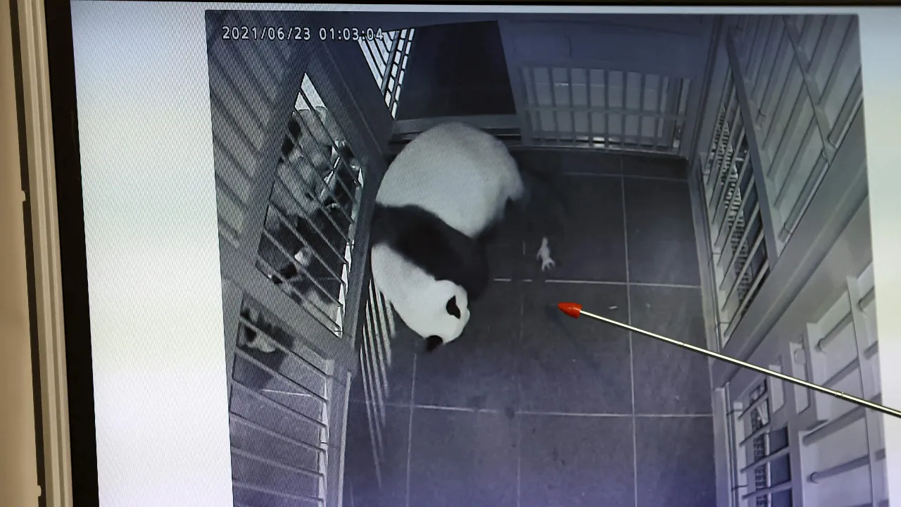 จีนทวงคืนแพนด้ายักษ์คู่สุดท้ายจากญี่ปุ่น เตรียมส่งกลับม.ค.นี้ ไร้แพนด้าเป็นครั้งแรกในรอบ 50 ปี