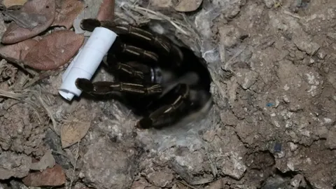 มาตามนัด คอหวยทำพิธีขอเลขเสี่ยงทาย “พญาบึ้ง” ลุ้นโชคงวด 16/12/68