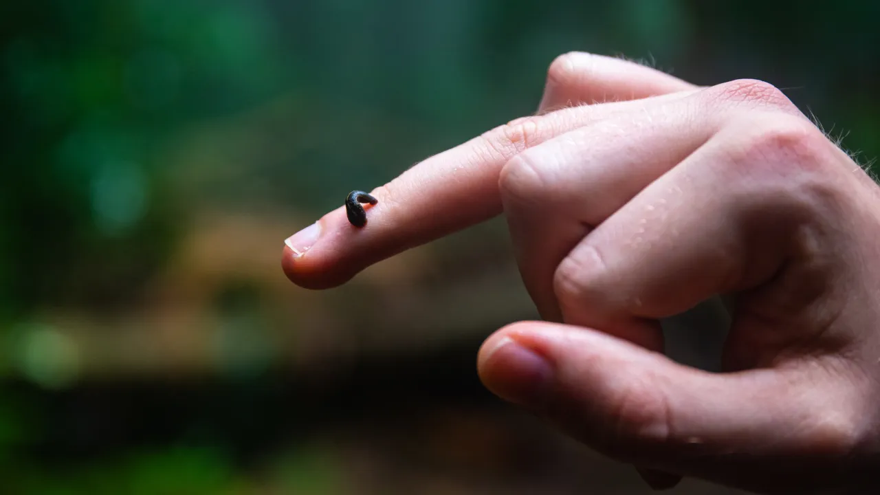 ฝันเห็นปลิง หมายความว่าอย่างไร โบราณว่าจะถูกหวยจริงหรือ