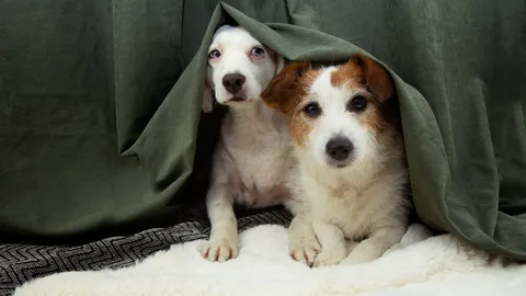 เตรียมตัวลูกรัก 4 ขา รับมือเสียงพลุปีใหม่ ทาสต้องรู้อะไรบ้าง