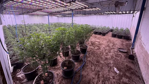 ดส.บุกทลายโกดังกัญชาเถื่อน ปลูกโดยไม่ได้รับอนุญาต หลังพลเมืองดีร้องเรียนกลิ่นโชยรุนแรง