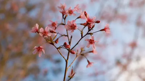 บานแล้ว “ดอกนางพญาเสือโคร่ง” บนยอดเขาภูลมโลผลิดอกเร็วกว่าทุกปี