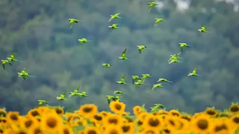 ความงามจากธรรมชาติ เปิดภาพฝูง "นกแขกเต้า" หลายพันตัว บินลงกินเมล็ดทานตะวันในไร่