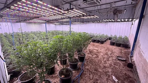 3 เวียดนามแสบ ใช้โกดังใน กทม. ลอบปลูกกัญชา กลิ่นคลุ้งสุดทน ตร.รวบยึดได้อื้อ